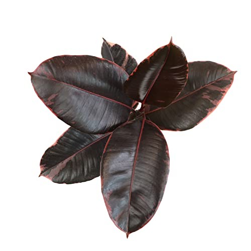 Variegated Ficus ” Rubber Plant in 6″ Grower Pot, Real Black Pot Ruby