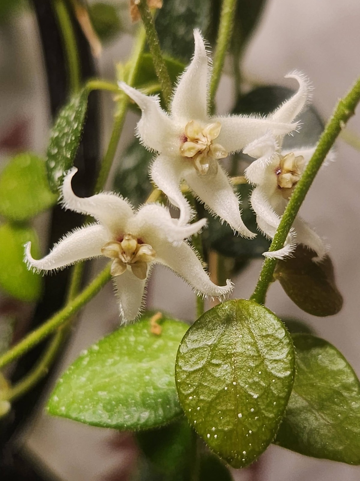 Hoya IM08 Sp Papua Rare Variegated, Real Picture, Aroid Houseplant