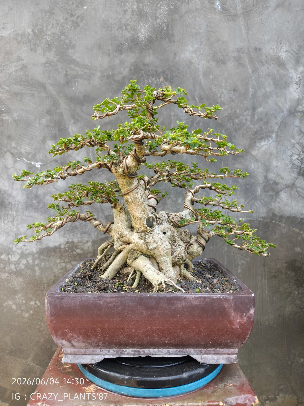 REAL PICTURES – Premna Microphylla Bonsai Tree – Big Trunk – Medium Size – RARE