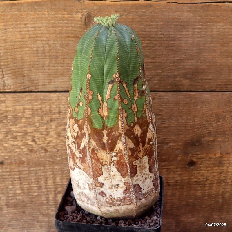 D5086 EUPHORBIA OBESA ARROW VERY OLD pot12-H24-W11 cm MaMa Cactus