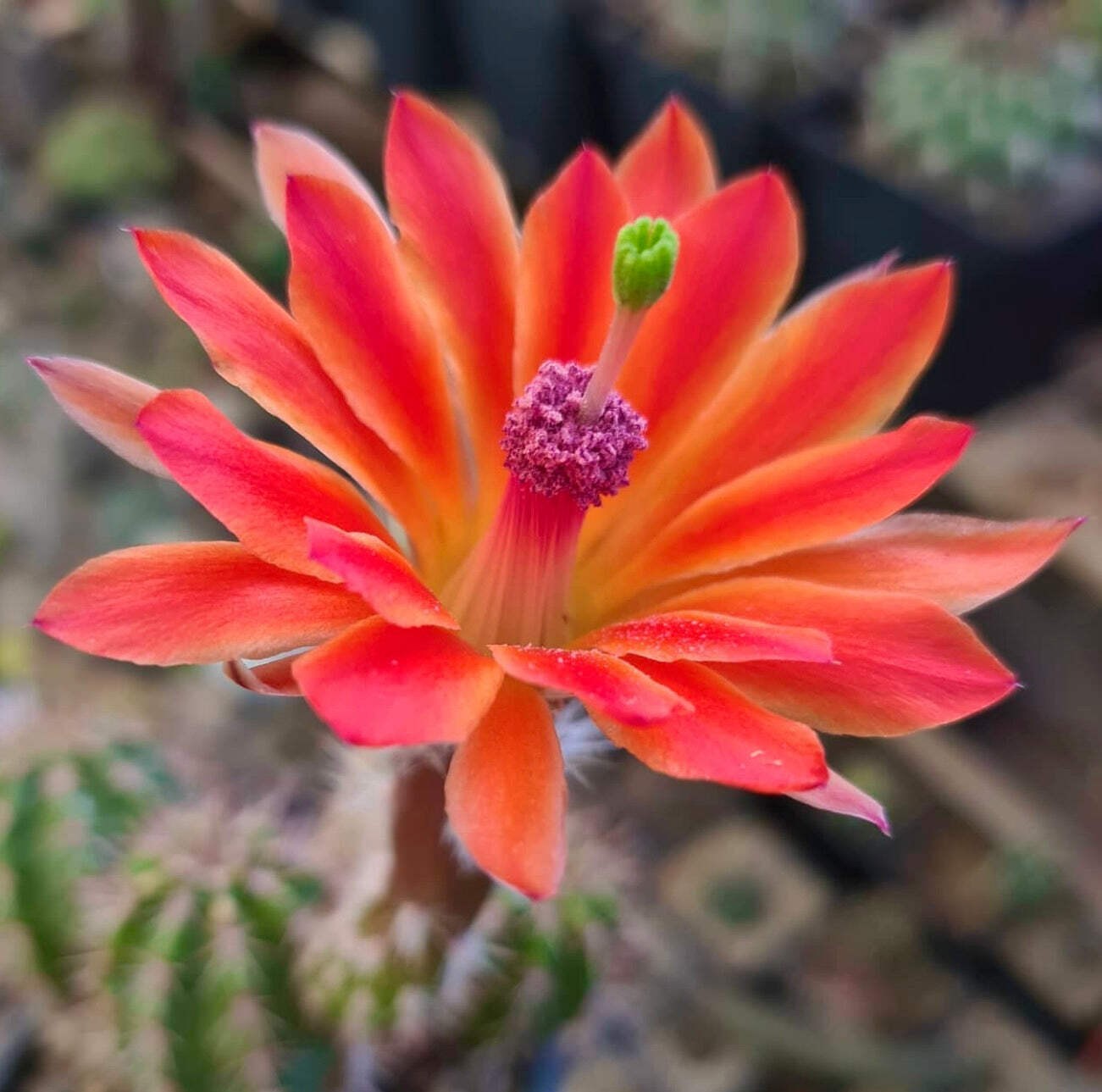 Echinocereus acifer SEEDS – Rare Cactus SEEDS