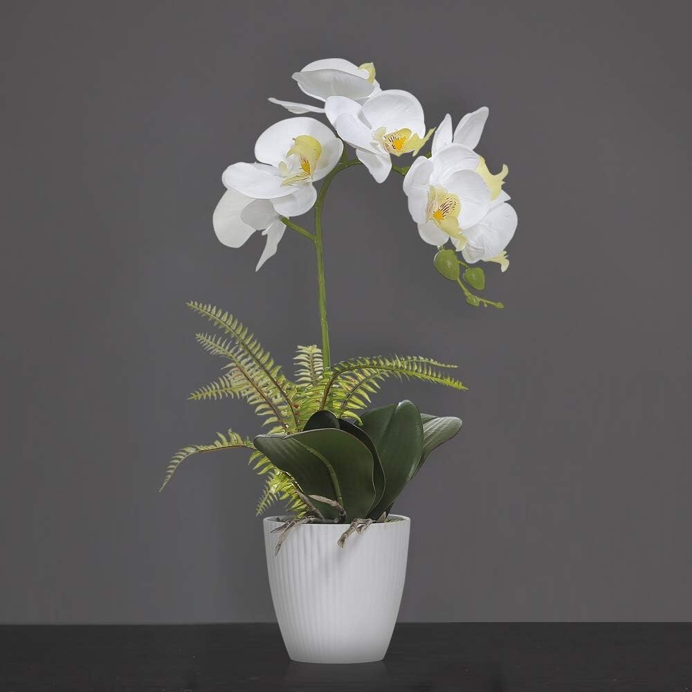 Decorative 16-Inch White Orchid – Perfect for Homes & Events – Low Maintenance