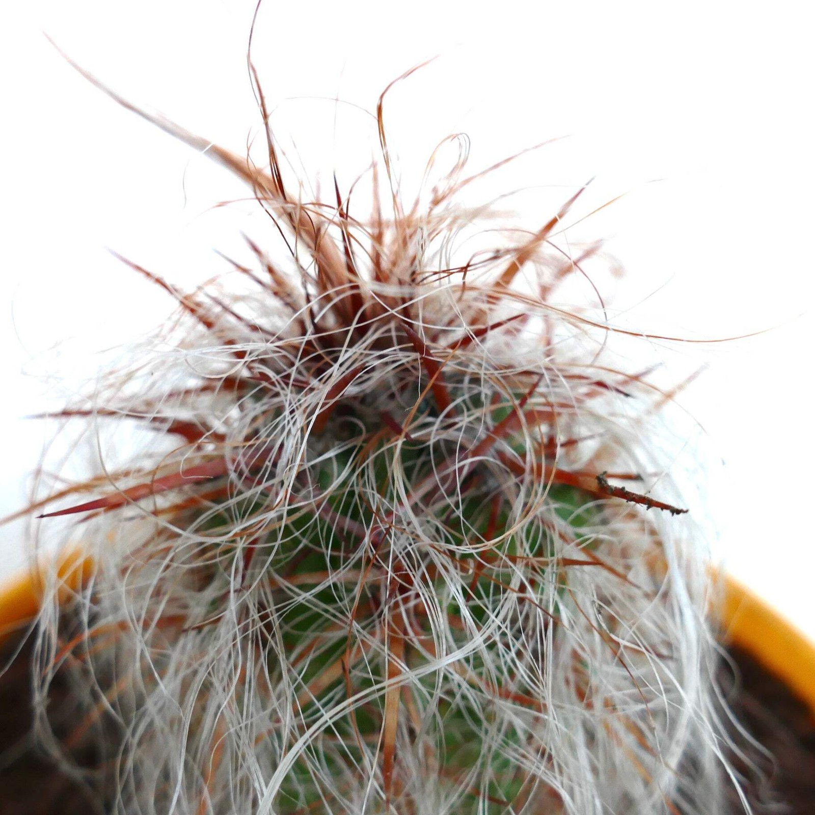Oreocereus celsianus STRONG RED SPINES – Old man of the mountain | Mountain cact