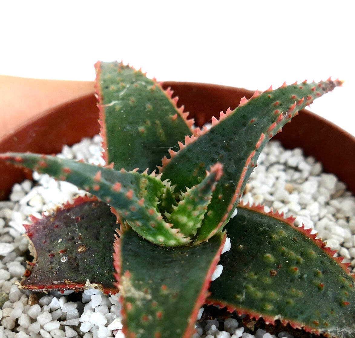 Aloe cv ‘Christmas Carol’ DARK GREEN ex Kelly Griffin – NO VARIEGATED AGAVE