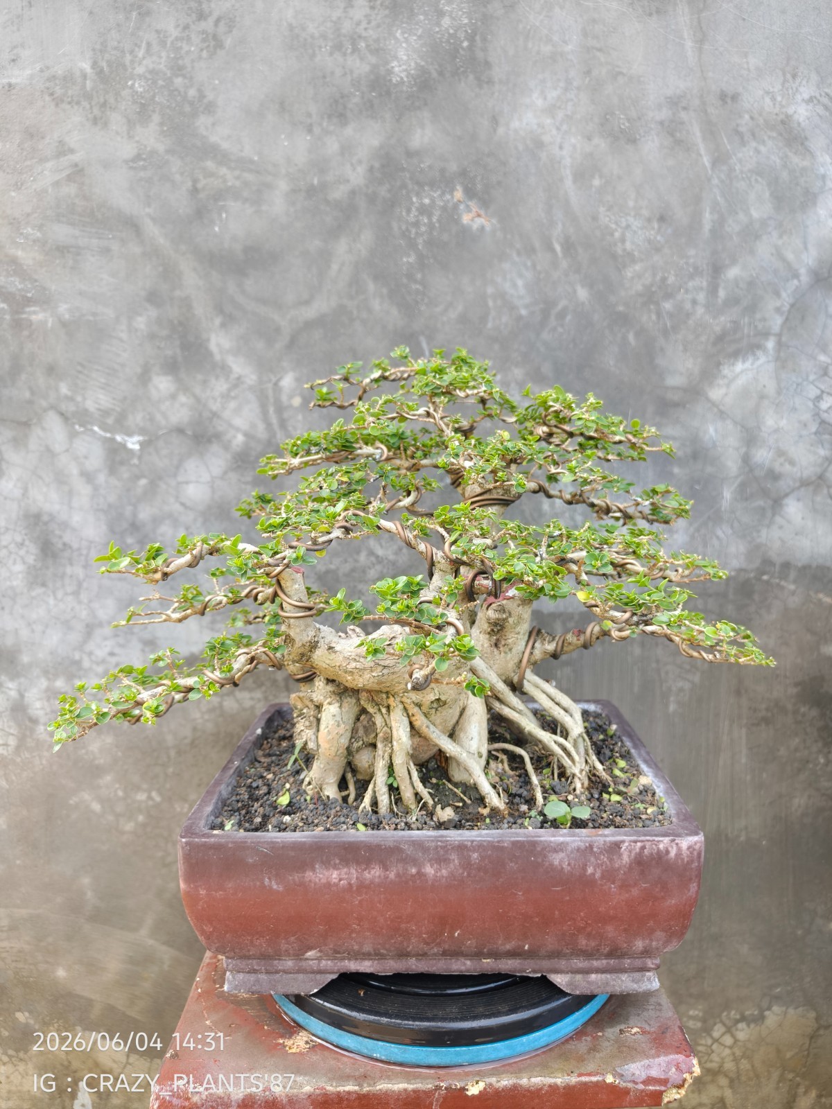 REAL PICTURES – Premna Microphylla Bonsai Tree – Big Trunk – Medium Size – RARE