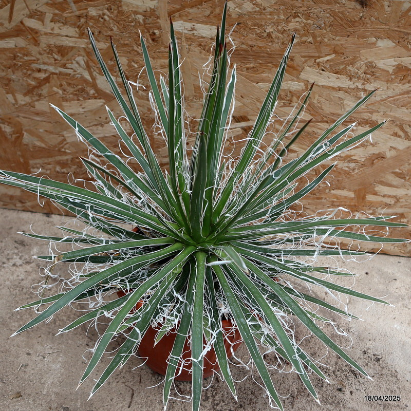 D229 AGAVE SCHIDIGERA WHITE pot25-H40-W60 cm MaMa Cactus