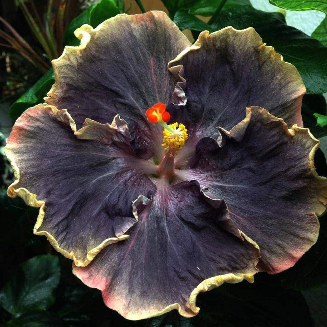 20PCS Rare Black Pink Purple Hibiscus Seeds”Black Rainbow” Giant Flower Tropi…