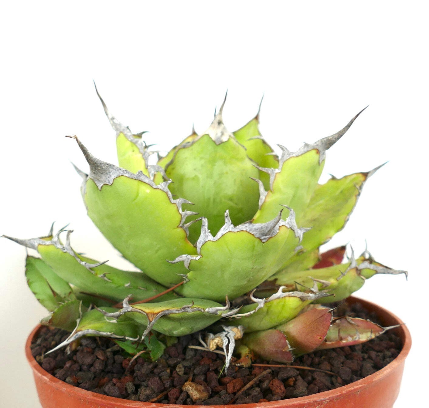 Agave titanota STRONG FINAL SPINES with offset – Rancho Tambor agave | Chalk aga