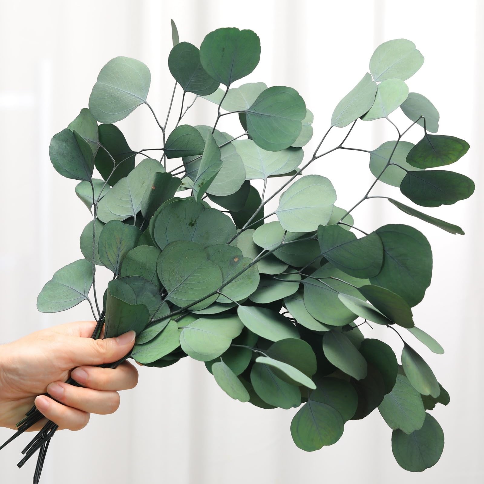 Preserved Dried Eucalyptus Stems, Green Eucalyptus Leaves, 4-10 Pcs Silver Do…