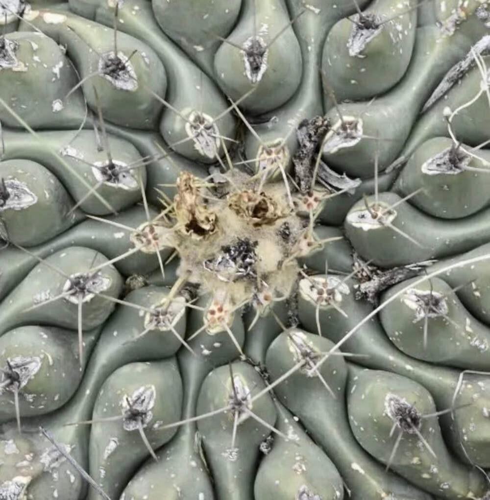 Thelocactus hintonii SEEDS – Rare Cactus SEEDS