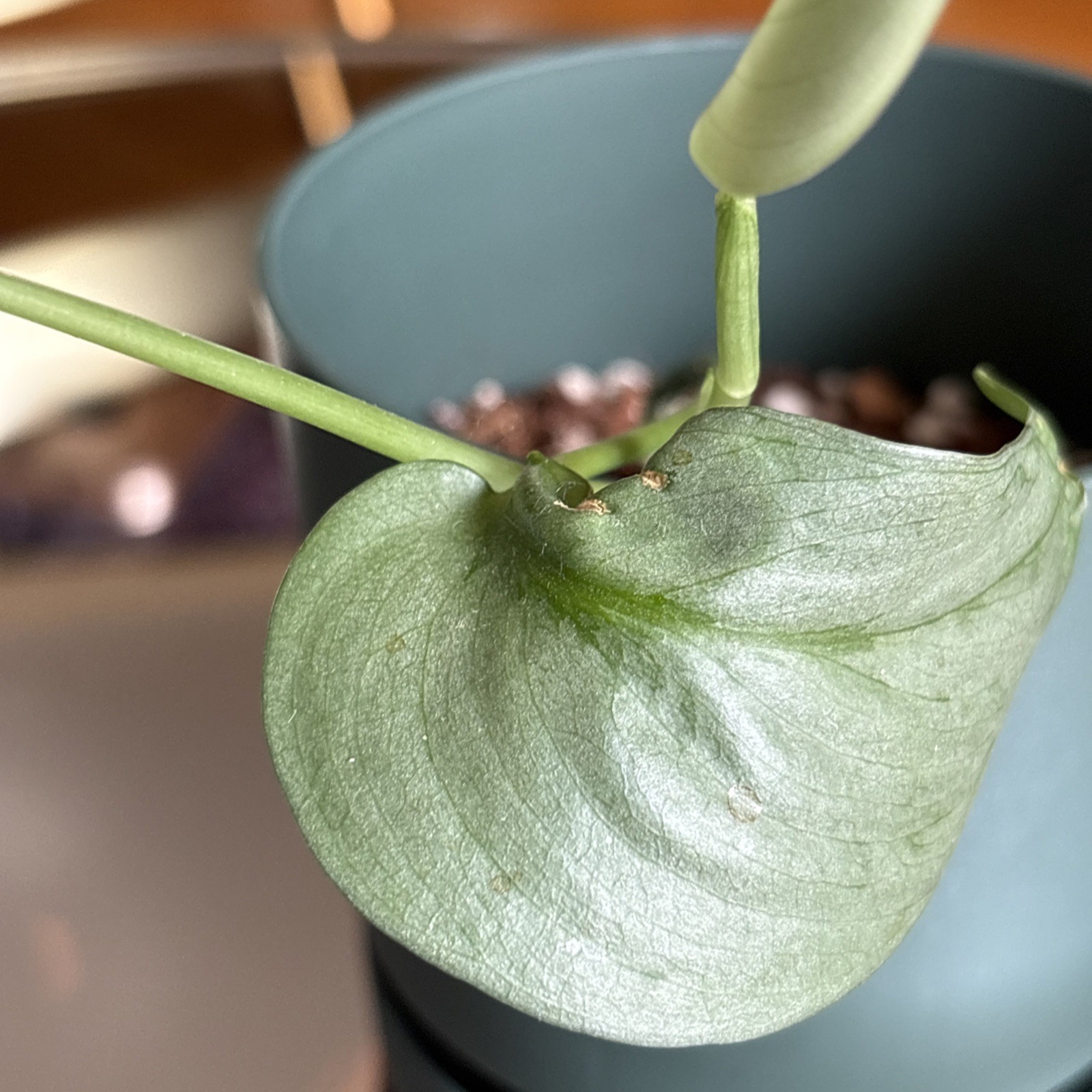Scindapsus Silver Hero or Platinum – Live Plant Growing in green pot.