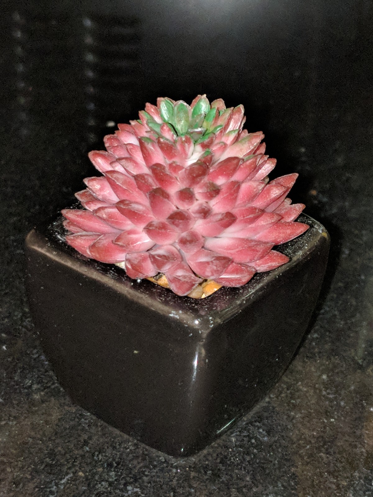 Small Artificial Succulents Black Ceramic Pots 4 PCS