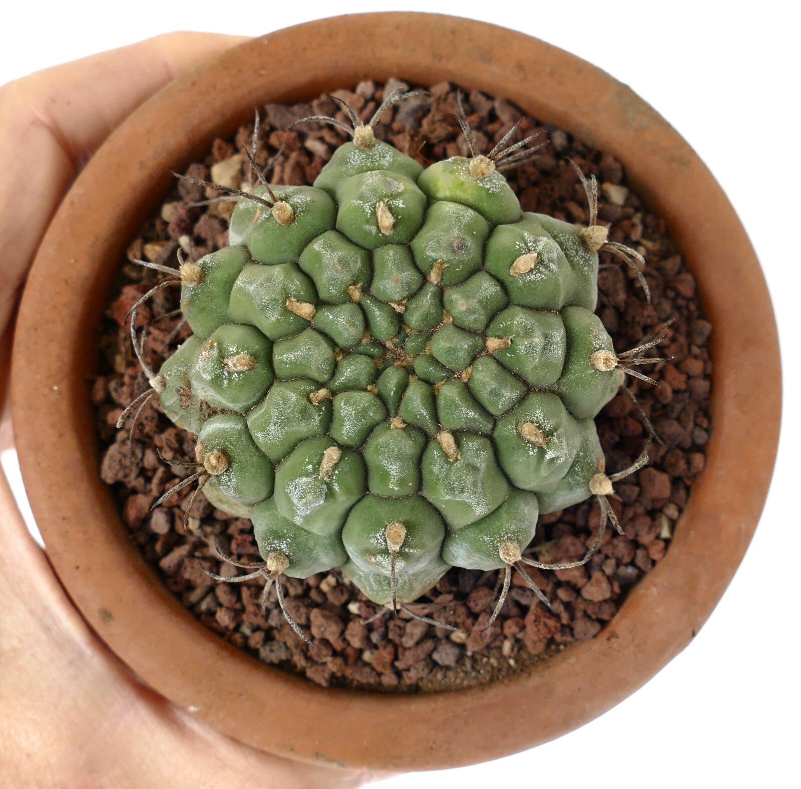 Gymnocalycium saglionis from NUDUM (BOTANICAL ARCHIVE) ex private AA1