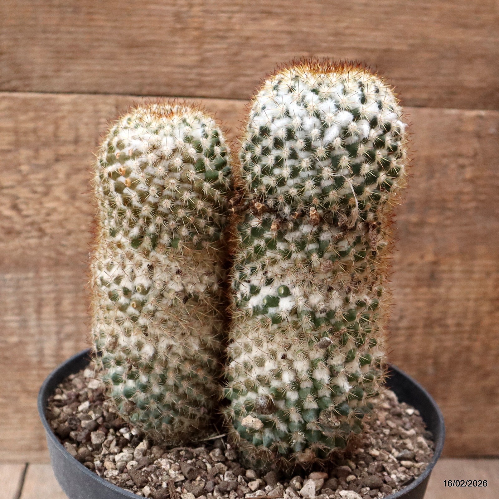 D7801 MAMMILLARIA COLUMBIANA pot18-H19-W13 cm MaMa Cactus
