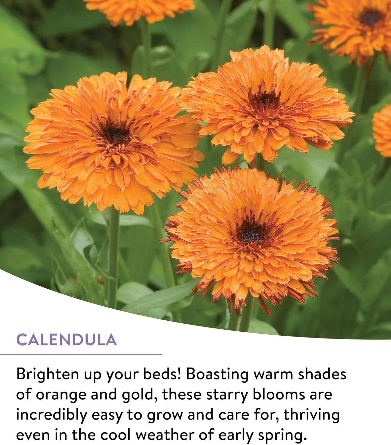 25,000 Bulk, 1 Bag | 18 Varieties of Non-GMO Flower Seeds Pollinator Garden