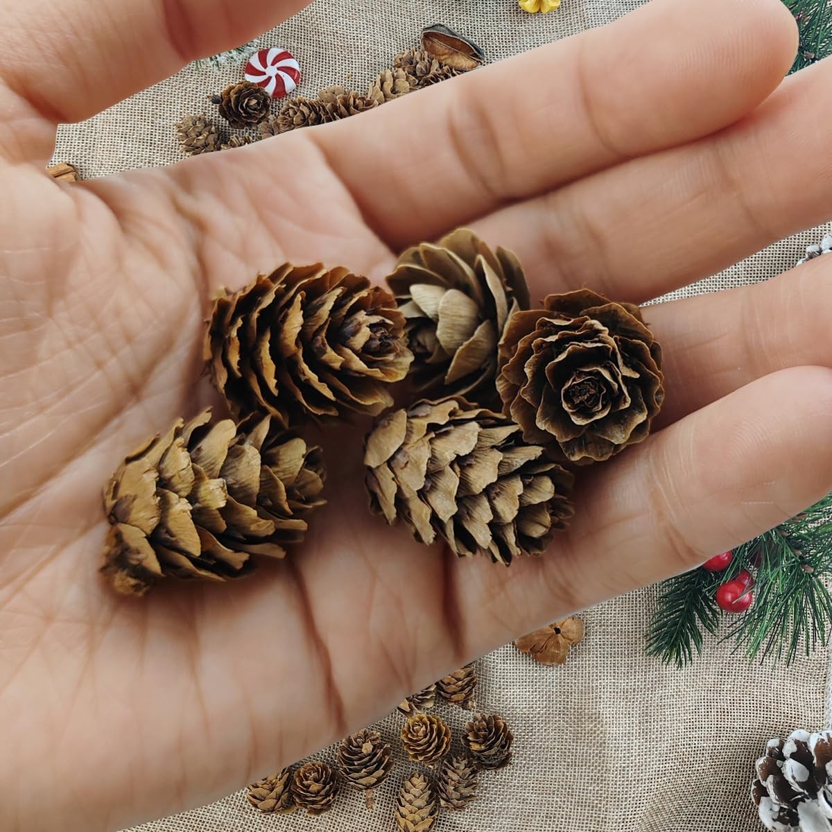 160 Pcs Natural Pine Cones Small Pinecones Ornaments Vase Filler for DIY Crafts