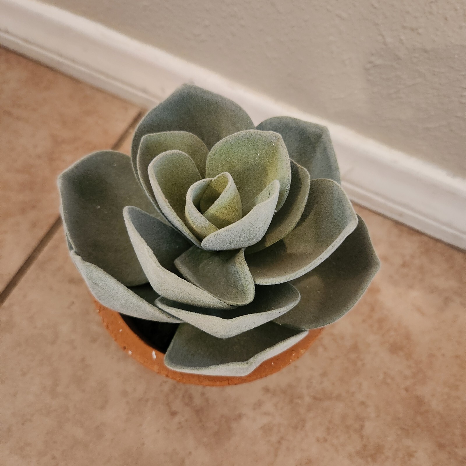 NEW Pottery Barn Rose potted Faux Succulent