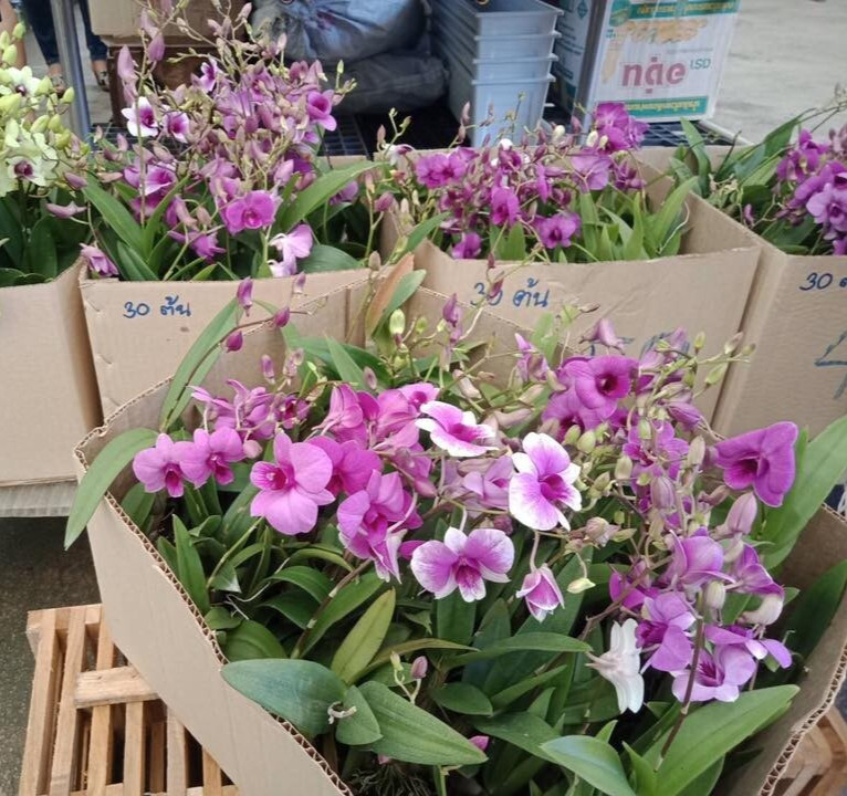 3 bunch AIR ORCHIDS , Mini Dendrobium , Mini Yaya,flowering