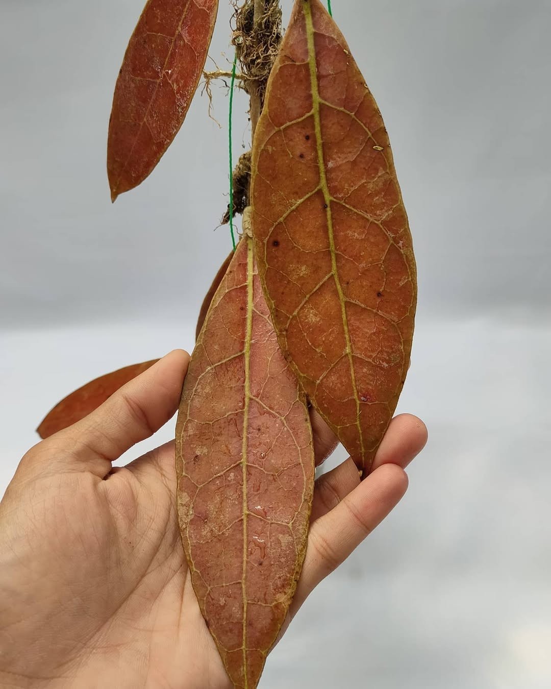 Hoya Aff Lambi Red Sp Borneo Rare Tropical Wax Plant