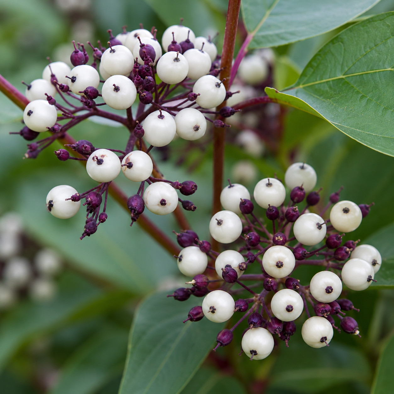 Cornus sericea SEEDS – Red osier dogwood | Red twig dogwood