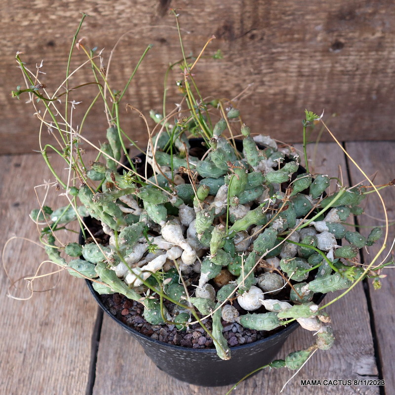 A7030 EUPHORBIA GLOBOSA VERY OLD pot18-H12-W22 cm MaMa Cactus