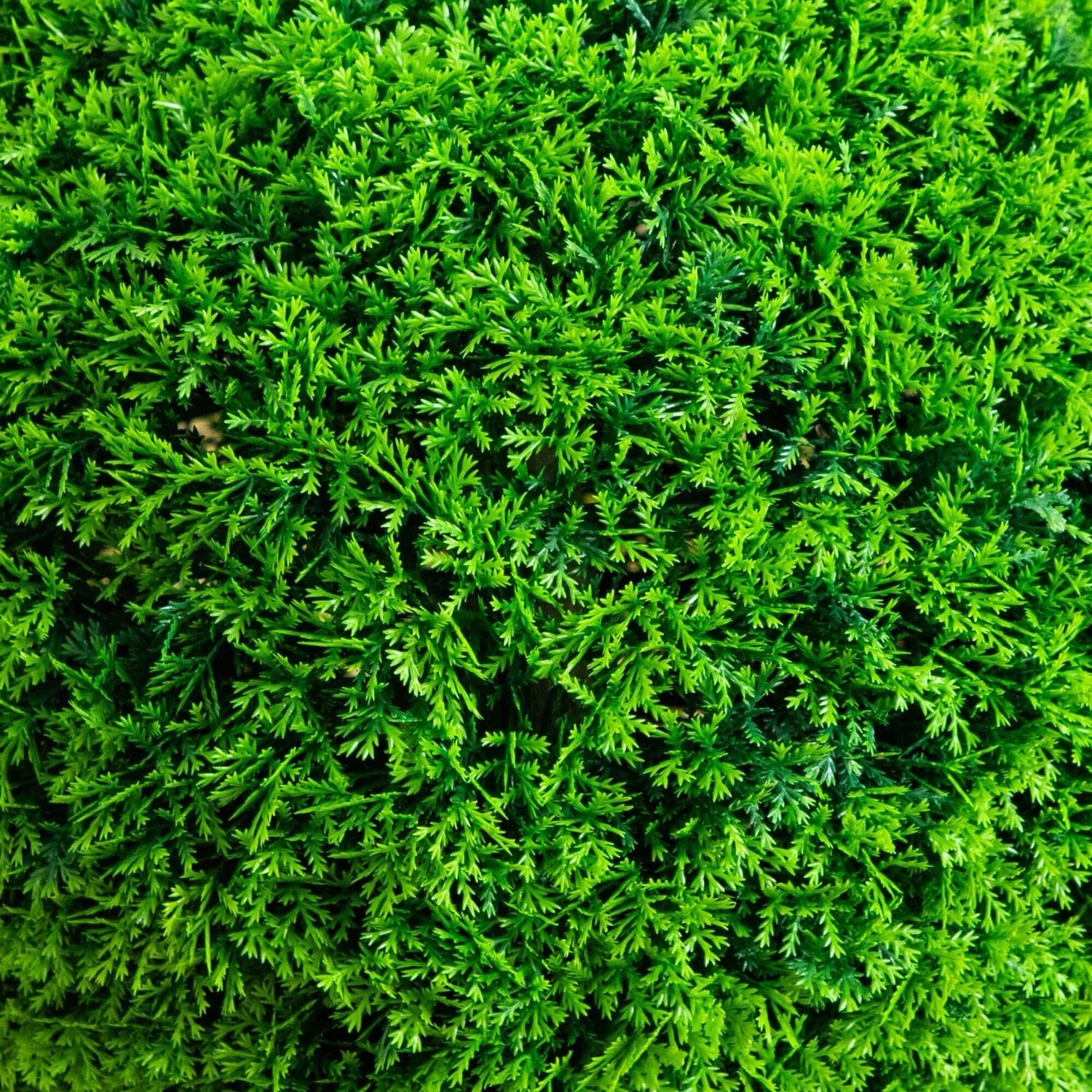16” UV Resistant Artificial Mediterranean Cypress Topiary Plant Indoor/Outdoor