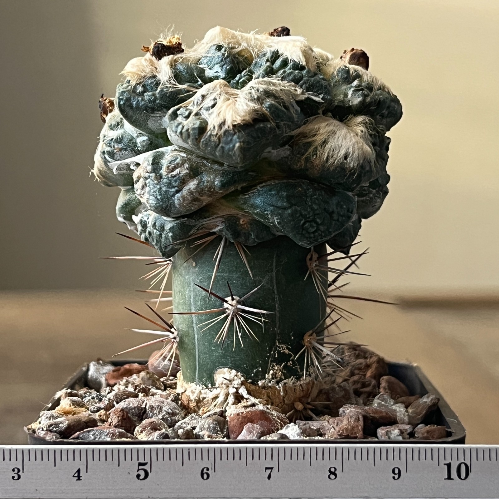 A52-1653 Cactus hybrid ‘GODZILLA’, grafted