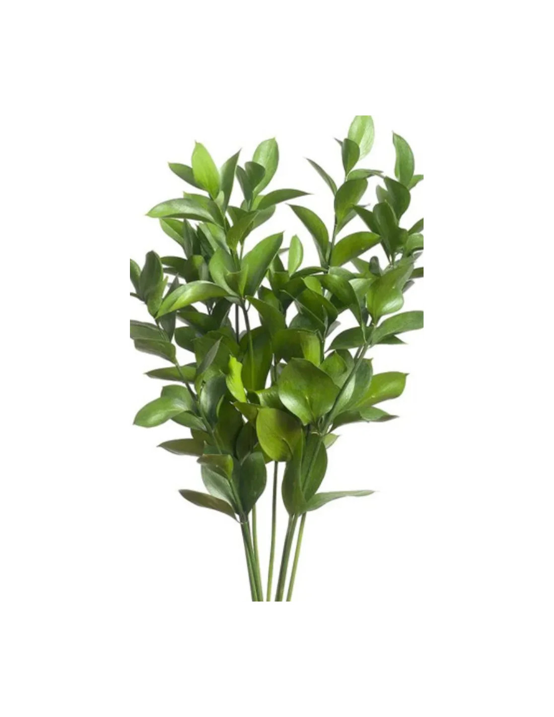 Wholesale Israeli Ruscus Greenery (400 Stems BIGGEST BULK BOX)