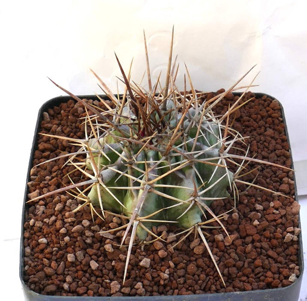 Echinocactus ingens STRONG SPINES 110L – Giant barrel cactus | Giant echinocactu