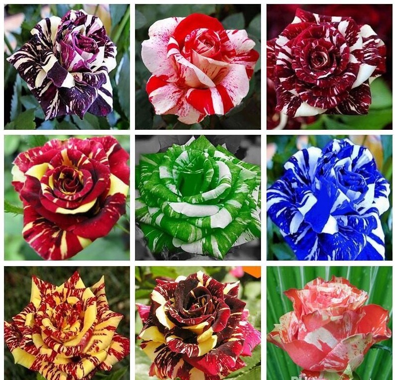 10 ROSE TIGER STRIPE SEEDS rare hybrid dragon flower garden USA SELLER W/TRACK