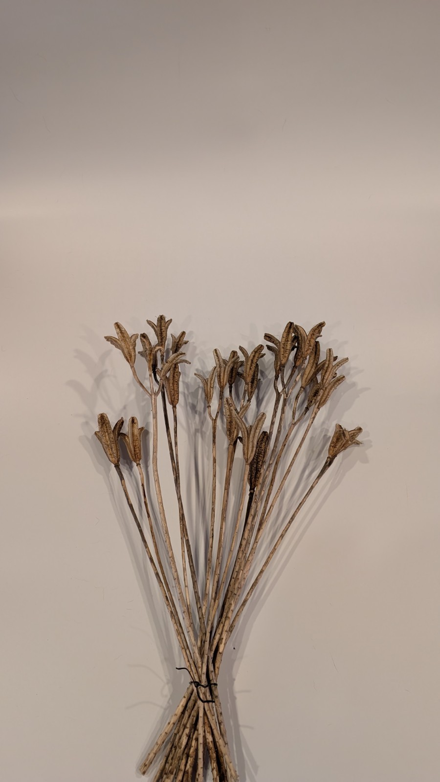 Natural Dried Flower Pods Lot of 15 Stems 13-23″ Crafts Floral Bouquets Sprays