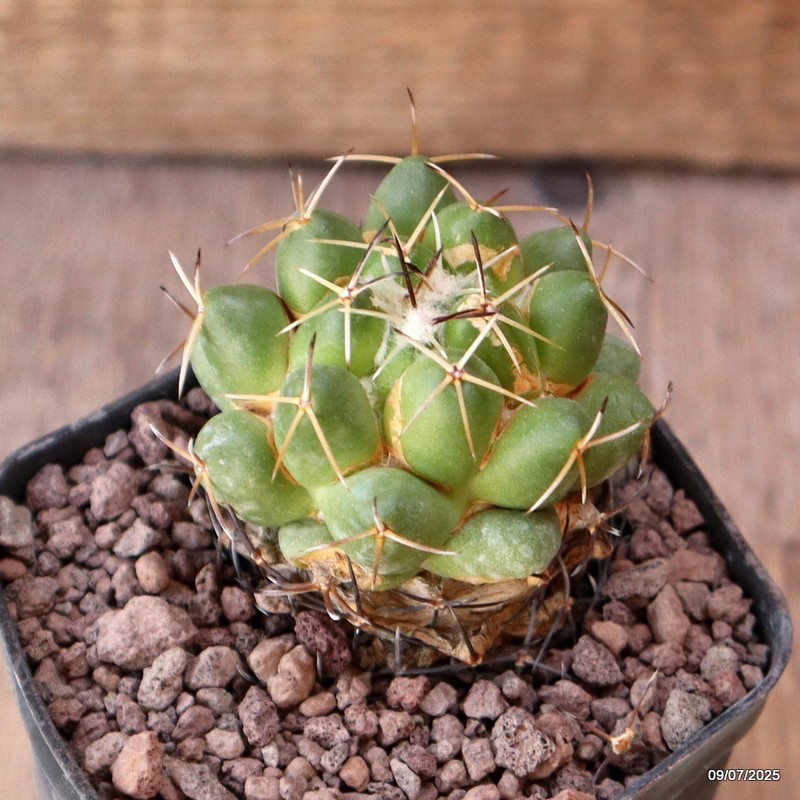 D5158 CORYPHANTHA MAIZ-TABLASENSIS PAR121 pot7-H5,5-W5 cm MaMa Cactus