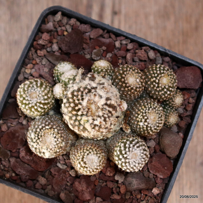 D4782 COPIAPOA LAUII pot10-H5-W9 cm MaMa Cactus