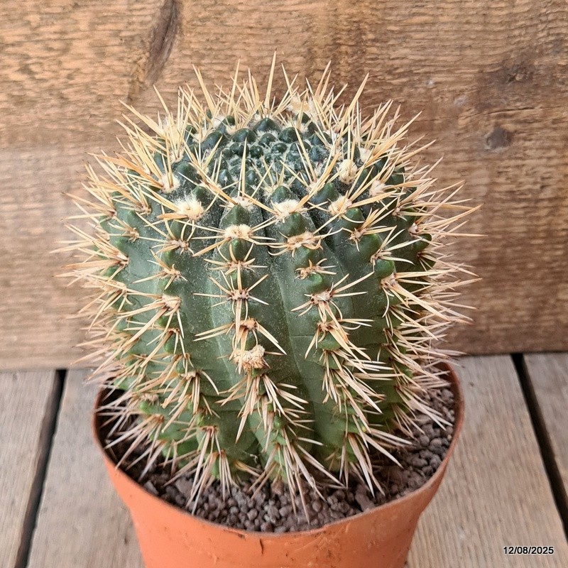D5903 NOTOCACTUS SUBMAMMULLOSUS pot14-H13-W12 cm MaMa Cactus