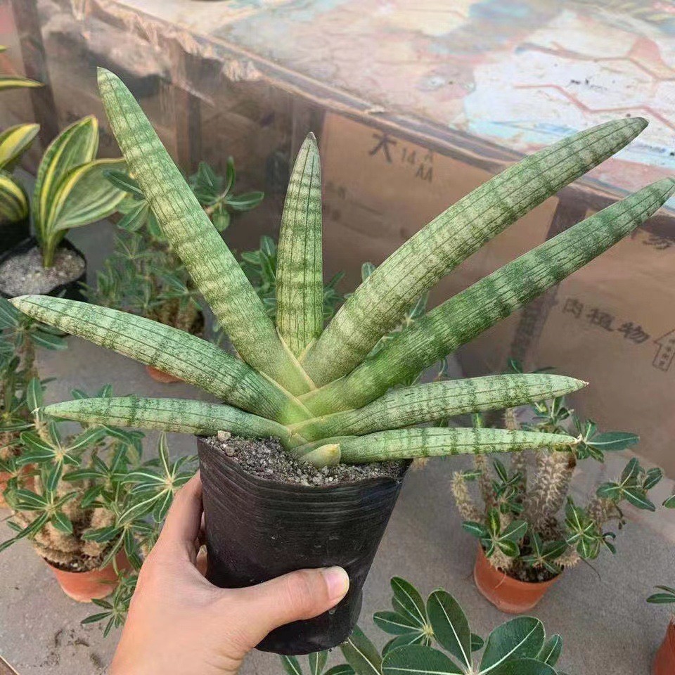 Sansevieria Cylindrica Boncel (Starfish Sansevieria) Snake Plant Mini Sta US