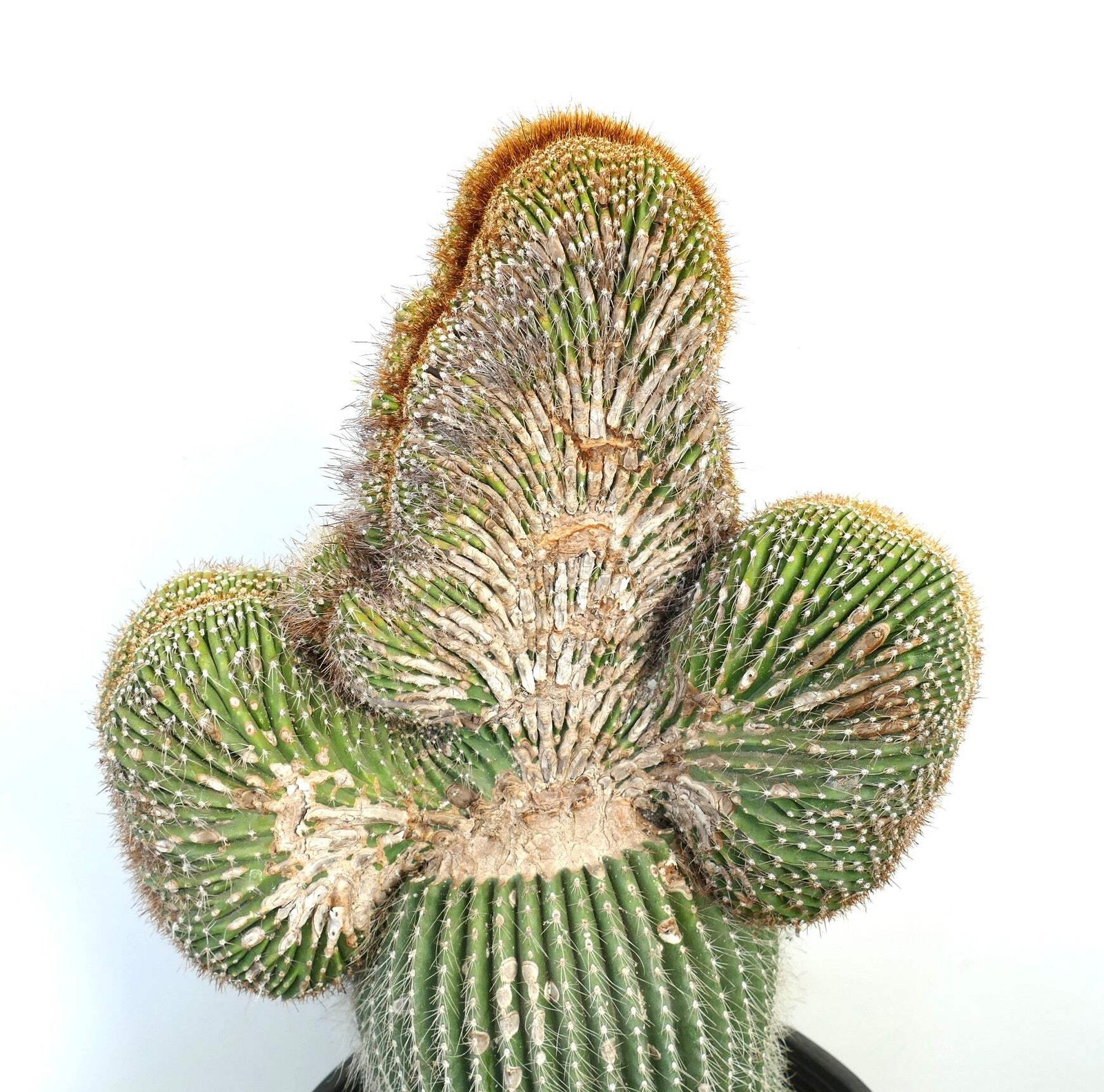 Carnegiea polylopha SAGUARO CRESTED 65x40cm – WILD no copiapoa cinerea