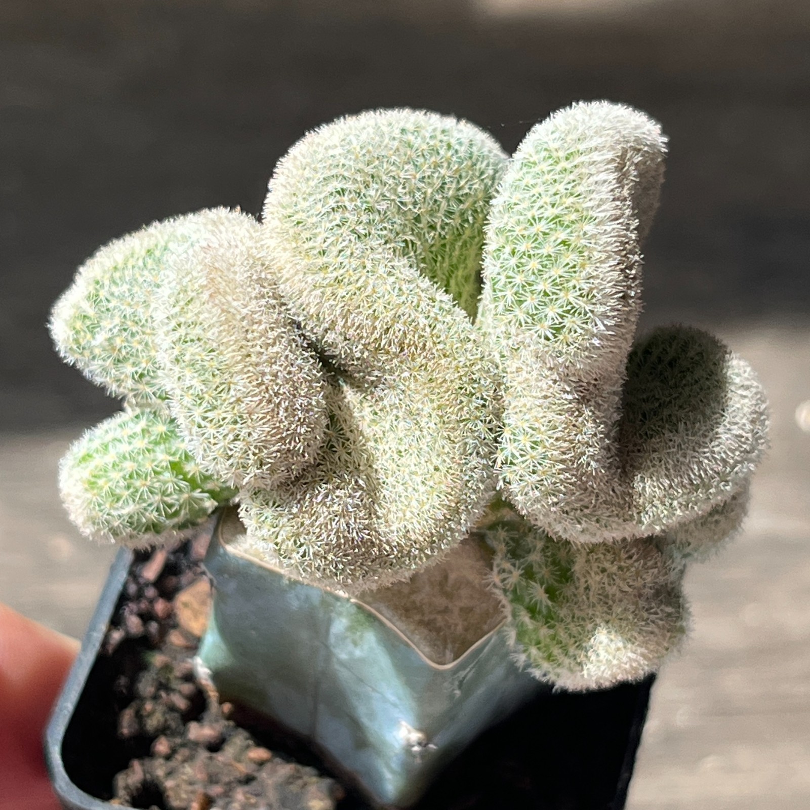 A51-4327 Epithelantha polycephala f. cristata, grafted