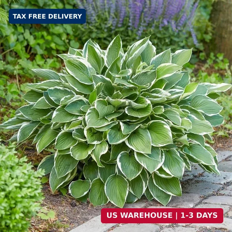 280+ USA PERMIUM Perennial Hosta Seeds for Planting Indoor Outdoor-Non GMO Heirl
