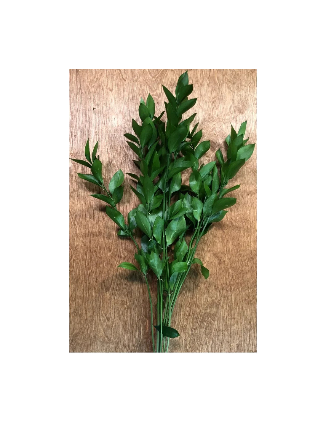 Wholesale Israeli Ruscus Greenery (400 Stems BIGGEST BULK BOX)