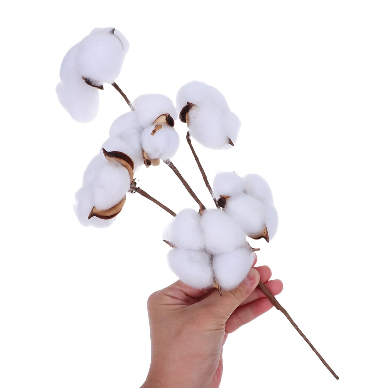 13.4 Inch Natural Dried Cotton Stems with 6 Bolls, Cotton Flower Branches for…