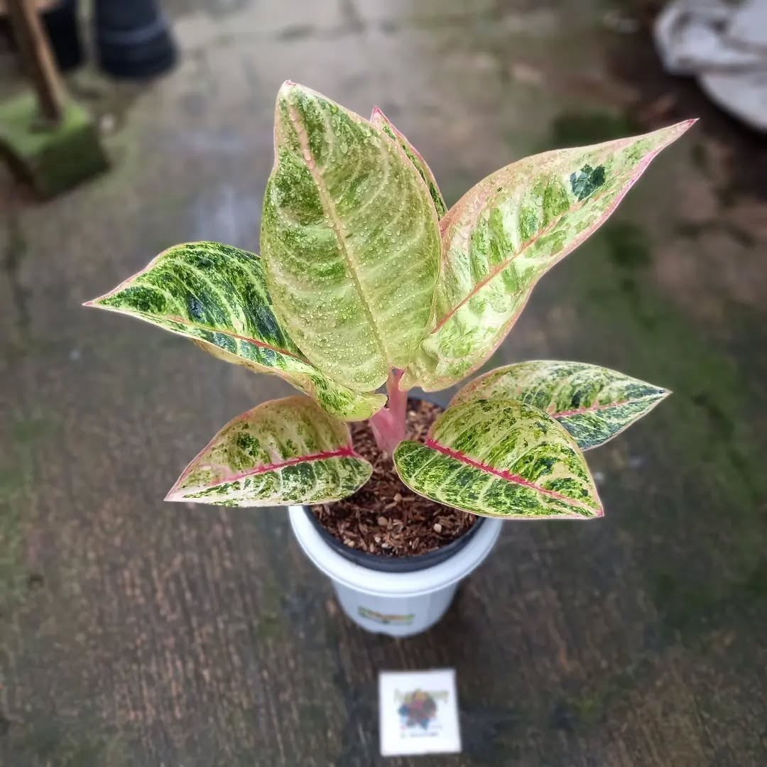 Aglaonema Catherine – Rare Tropical Aroid with Elegant Green-Pink Foliage