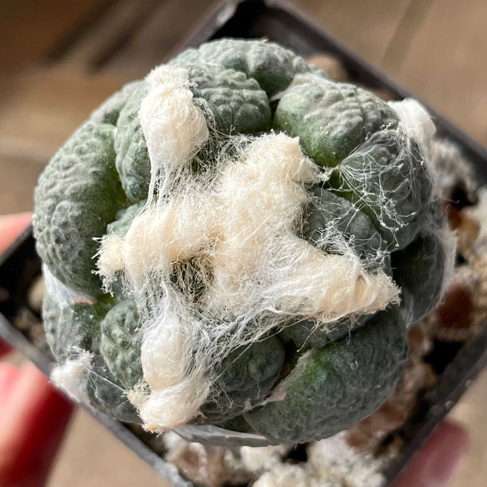 A32-587 Cactus lloydii cv. Ball shape
