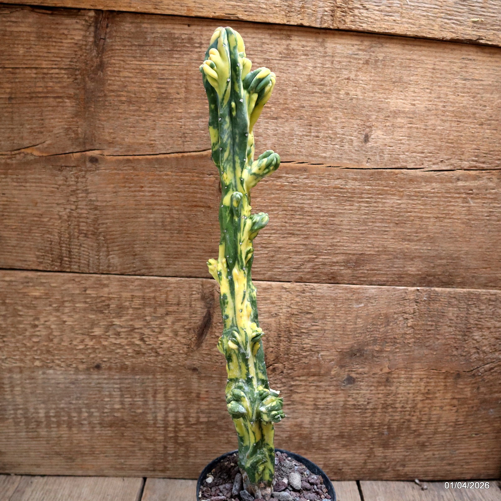 D8197 MYRTILLOCACTUS GEOMETRIZANS VARIEGATED pot12-H41-W6,5 cm MaMa Cactus