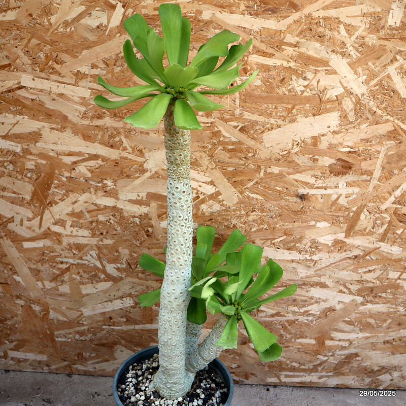 D2448 EUPHORBIA POISSONII OLD pot24-H56-W17 cm MaMa Cactus
