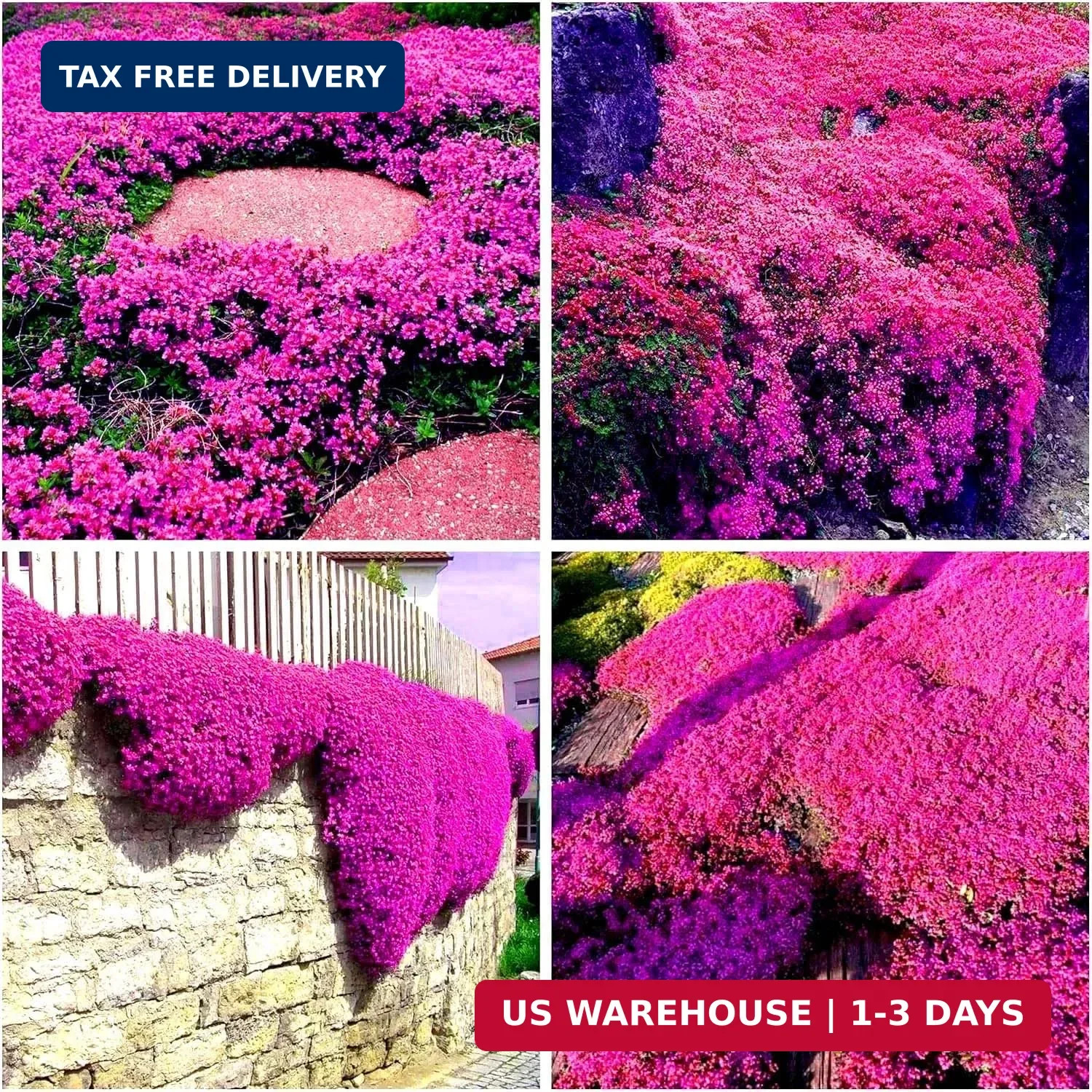 20000pcs Creeping Thyme Seeds for Planting Perennial Ground Cover Plants Heirloo
