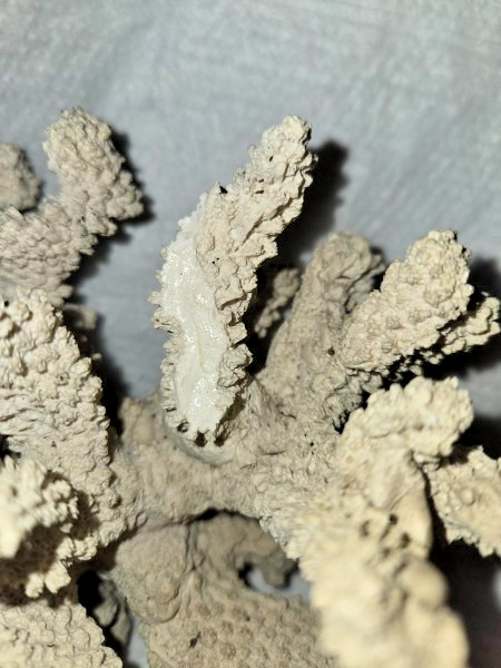 Large Faux Coral Decor Centerpiece – Heavy 4lb Cast Stone – Coastal Home Decor