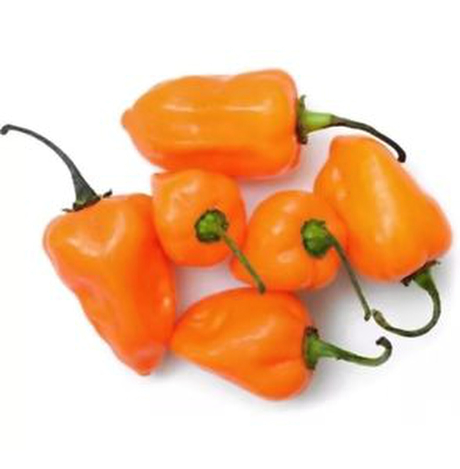 30 Habanero Orange Devil Seed Chili 100% Guaranteed