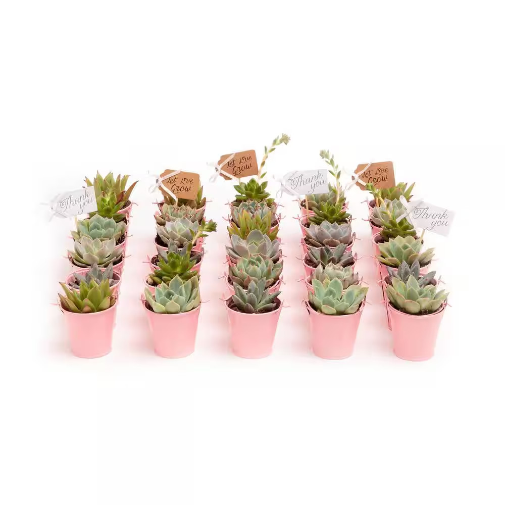 2 In. Wedding Event Rosette Succulents Plant with Pink Metal Pails and Let Love