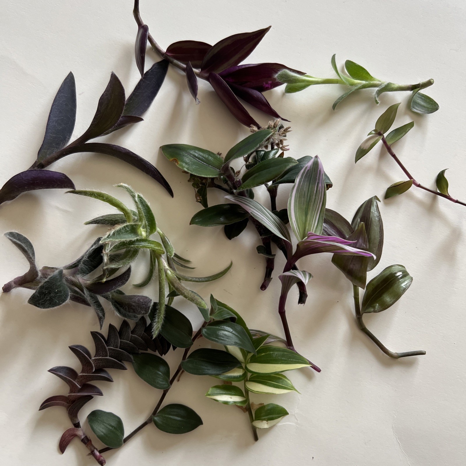 No Root Plant cuttings 13 Different Types Wandering Jew