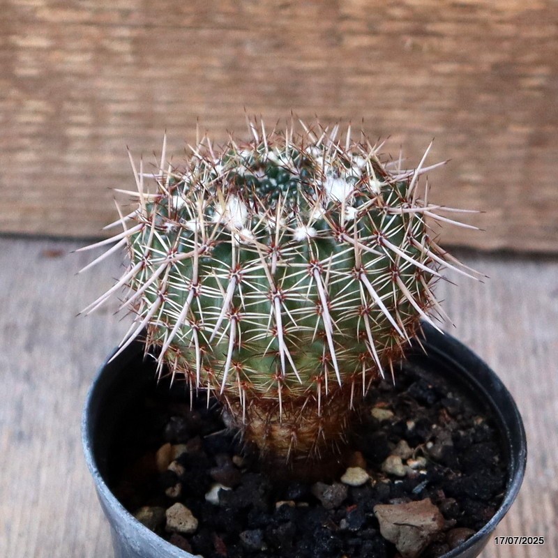 D5357 NOTOCACTUS RUTILANS pot8-H7-W5,5 cm MaMa Cactus